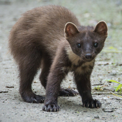 marten as a symbol on the theme of driving away martens