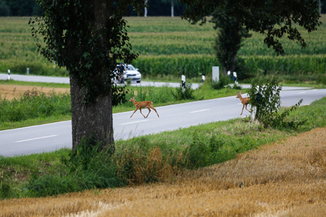 Deer crossing a road at an approaching vehicle on the subject of a wild accident car 